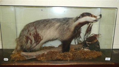 Lot 561 - Taxidermy of a badger in glazed display case