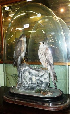 Lot 608 - A taxidermy specimen of two hawks under a glass dome (cracked) signed 'H Shaw, Salop 1877'