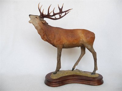 Lot 1004 - Wildtrack model of a Red Stag, 32.3cm high on wood base