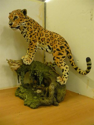 Lot 1022 - Country Artists Leopard 'Spirit of Grace?' standing on a log above water, Ltd. edition No....