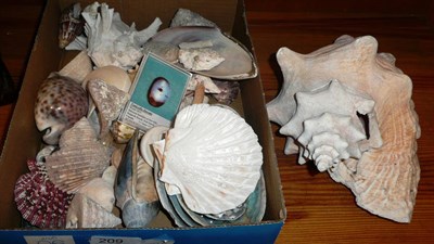 Lot 209 - A quantity of sea shells