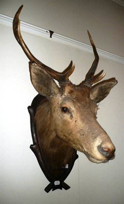 Lot 389 - Red deer stags head, mounted on and oak shield shaped plaque, enscribed "Brunswick Nov. 1947"