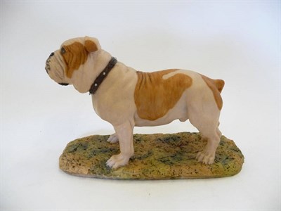 Lot 1029 - Border Fine Arts 'Bulldog' standing, style one, model No. 057 by David Geenty, tan and white...