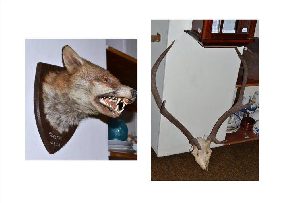 Lot 309 - Fox Mask, F W Barlett, Taxidermist, 23 High Street, Banbury, Moelfre, 16-3-48, with jaw agape,...