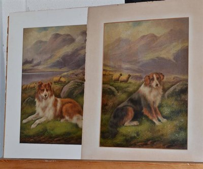 Lot 485 - Pair of oils on canvas laid on board, depicting collies signed F Stratford