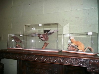 Lot 578 - Three cased taxidermy specimens - jay, thrush and stoat