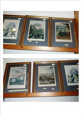 Lot 524 - Five 'Temple of Flora' aquatints (a.f.)