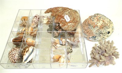 Lot 36 - A quantity of sea shells