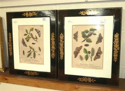 Lot 461 - Four decorative framed prints of butterflies and insect in chinoiserie frames