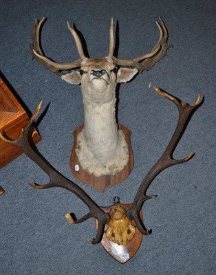 Lot 488 - A stag head (full mount) and a set of antlers on a shield