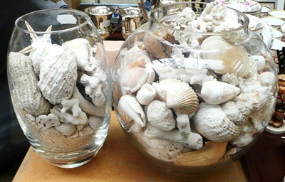Lot 35 - A collection of shells in two vases