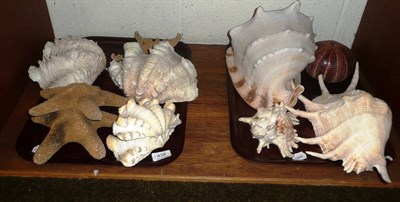 Lot 438 - Two trays of assorted shells and starfish