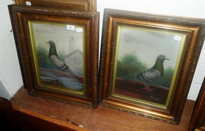 Lot 551 - A Embleton - pair of prize racing pigeons 'Burtonwood Double Duck' and 'Burtonwood Beauty'