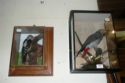 Lot 600 - A small taxidermy bird specimen in an oak framed glazed case and a parrot in a glazed case (2)