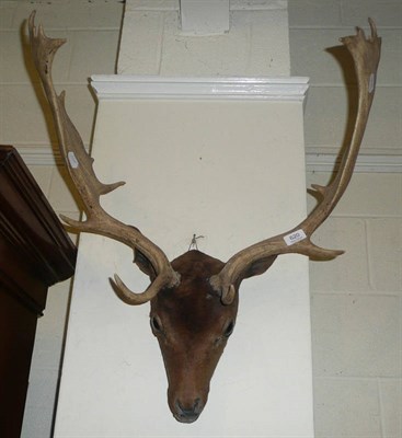 Lot 620 - A taxidermy deer's head with antlers