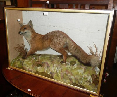 Lot 640 - A taxidermy specimen of standing fox in a glazed case