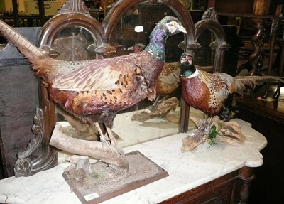 Lot 515 - Two taxidermy specimens of pheasants