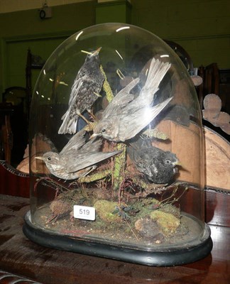 Lot 519 - Late 19th/early 20th century bird group under glass dome