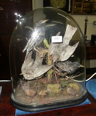 Lot 480 - Late 19th/early 20th century bird group under glass dome