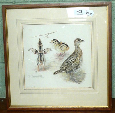 Lot 493 - Watercolour of Partridge and chicks  by Henrik Gronvold