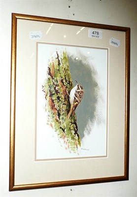 Lot 478 - Roger McPhail (B. 1953), a tree creeper, watercolour, signed