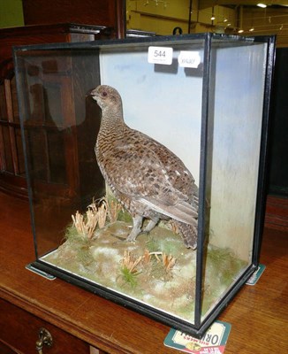 Lot 544 - Taxidermy group cased grouse