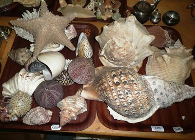 Lot 226 - A collection of shells, a lamp made from a piece of rock salt and a book