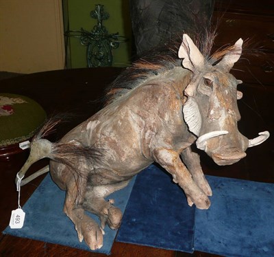 Lot 493 - A stoneware warthog