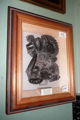 Lot 610 - A framed collection of fossils