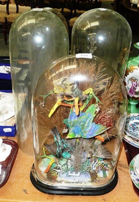 Lot 228 - Two glass domes with stands, another and a taxidermy display under a glass dome