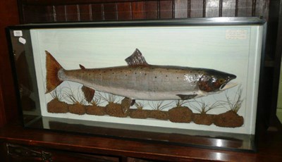 Lot 420 - A cased salmon, labelled 'Salmon 10lbs, Caught by D.J.Burr, River Ure, 23/9/91'