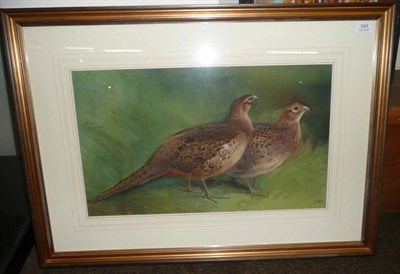 Lot 349 - Charles Whymper RI (1853-1941), Two hen pheasants in a covey Signed, inscribed verso,...