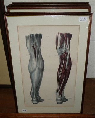 Lot 367 - Six framed Anatomical book plates, featuring arms, hands, legs and feet by John Taylor, Upper Gower