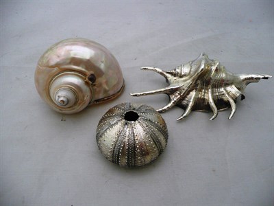 Lot 246 - Two silver mounted shells and a sea urchin