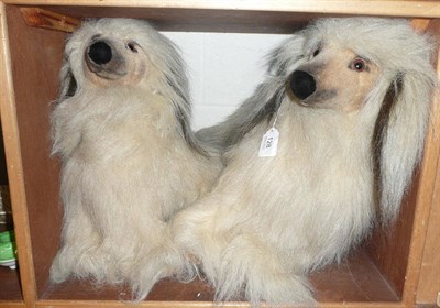 Lot 128 - Two Steiff Afghan hounds (2)