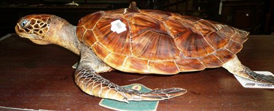 Lot 566 - Hawksbill Turtle (Eretmochelys imbricata), circa 1960-70, full mount with glass eyes, the...