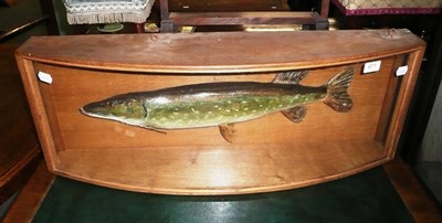 Lot 671 - Taxidermy specimen of a Pike in a glazed oak case