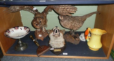 Lot 103 - Taxidermy fox, two other specimens, horse singeing tool and sundry