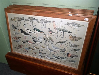 Lot 525 - Eight framed bird prints