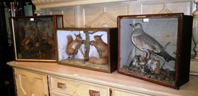 Lot 534 - Three cases of taxidermy specimens