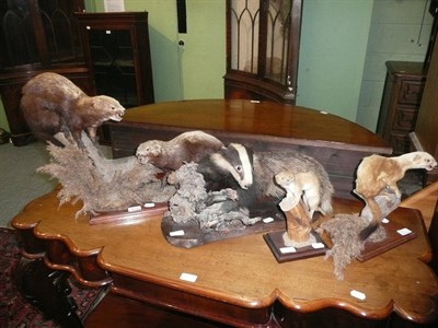 Lot 553 - A cased fox, badger, European Pine Martin and two stoats