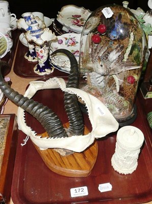 Lot 172 - Taxidermy display under a glass dome, pair of antlers on an oak mount, jaw and pierced ivory...