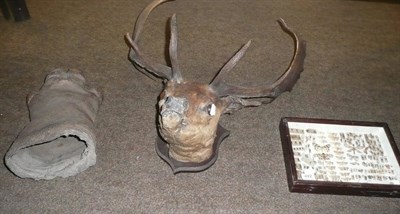 Lot 492 - A Fallow deer head with antlers; a hippopotamus foot stick stand, circa 1890; a case of butterflies