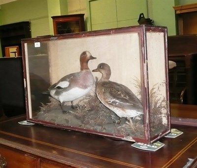 Lot 682 - Cased mallards and a walnut writing slope