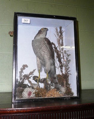 Lot 567 - A Victorian cased sparrowhawk