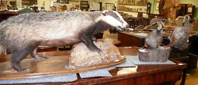 Lot 400 - A taxidermy specimen of a badger and a pair of partridge