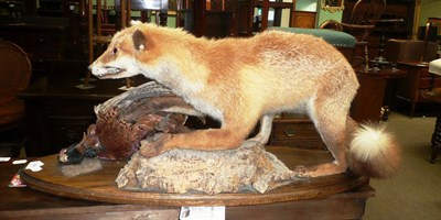 Lot 465 - A taxidermy specimen of a fox and pheasant