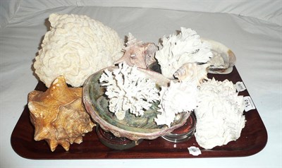 Lot 149 - A tray of sea shells and coral, etc