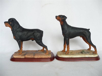 Lot 1046 - Border Fine Arts 'Rottweiler' standing, style three, model No. A2699, 24cm high on wood base...