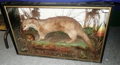 Lot 175 - A Cased Otter, pre 1947, full mount, in naturalistic setting in ebonised case, 63.5cm high,...